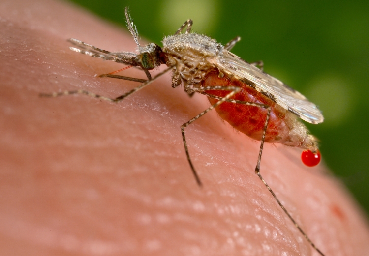 Malaria in  Ethiopia